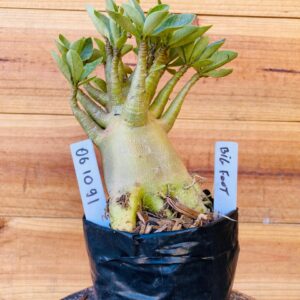 0610 91 Arabicum Big Foot - F2 12 meses