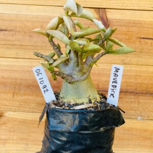 0610 92 Arabicum Maverick - F2 12 meses