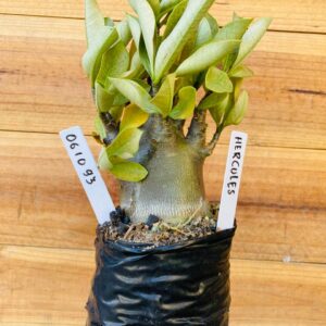 0610 93 Arabicum Hercules - F2 12 meses