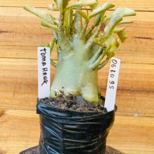 0610 95 Arabicum Tomahawk - F2 12 meses