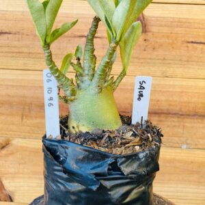 0610 96 Arabicum Sauron - F2 12 meses