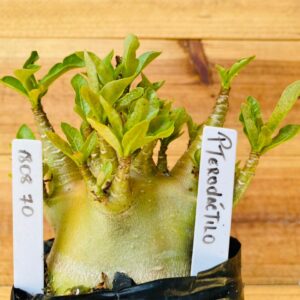 1808 70 Arabicum Pterdactilo - F2 12 meses