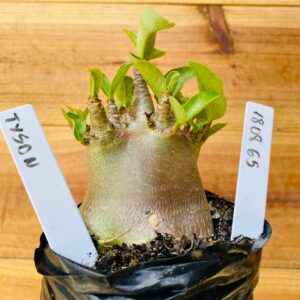 1808 65 Arabicum Tyson - F2 12 meses