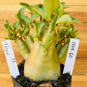 1808 60 Arabicum Tyson - F2 12 meses