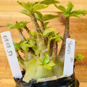 0808 37 Arabicum Brutos - F2 12 meses