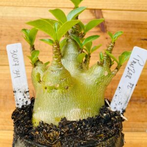 3007 34 Arabicum Panzer - F2 12 meses