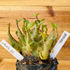 0907 32 Arabicum Hercules - F2 12 meses