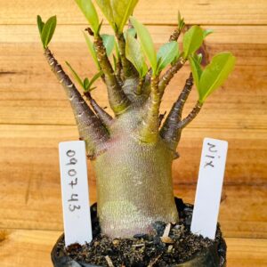 0907 43 Arabicum Nix - F2 12 meses