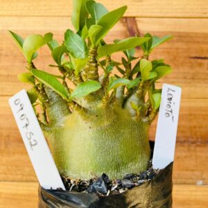 0907 52 Arabicum Leviatã - F2 12 meses