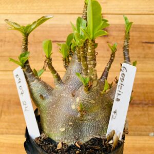 0907 24 Arabicum Godzilla - F2 12 meses