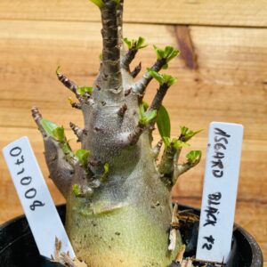 0710 08 Arabicum Asgard Black  - F2 12 meses