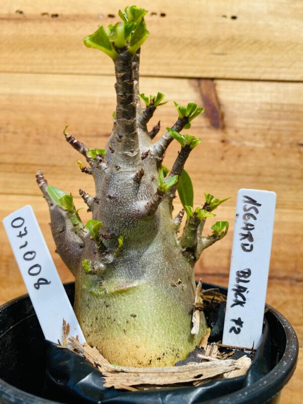 0710 08 Arabicum Asgard Black  - F2 12 meses