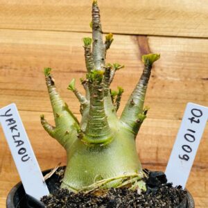 0710 09 Arabicum Yakzaou - F2 12 meses