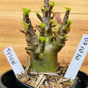 0710 10 Arabicum Tyson - F2 12 meses