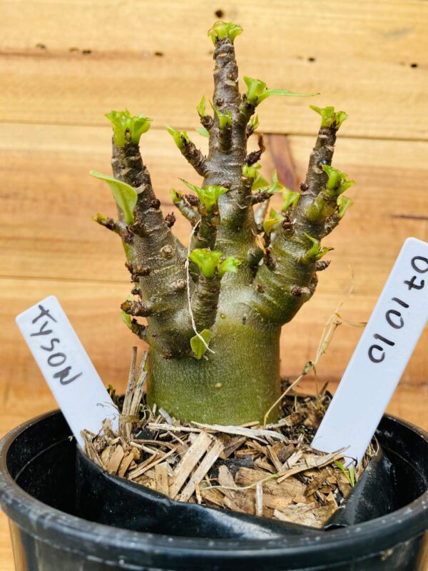 0710 10 Arabicum Tyson - F2 12 meses