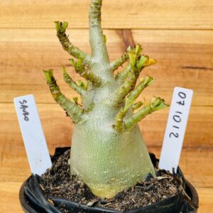 0710 12 Arabicum Sauron - F2 12 meses