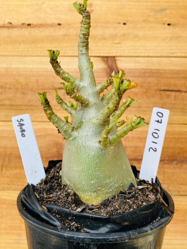 0710 12 Arabicum Sauron - F2 12 meses