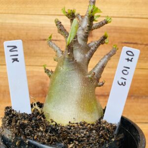 0710 13 Arabicum Nix - F2 12 meses