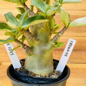 0710 15 Arabicum Ironhide - F2 12 meses