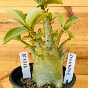 0710 16 Arabicum Ragnarok - F2 12 meses