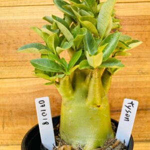 0710 18 Arabicum Tyson - F2 12 meses