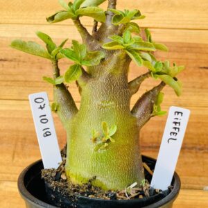 0710 19 Arabicum Eifell - F2 12 meses