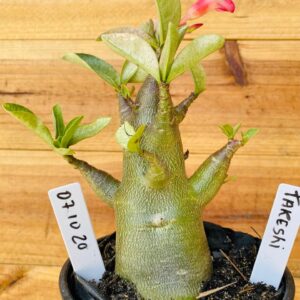 0710 20 Arabicum Takeshi - F2 12 meses