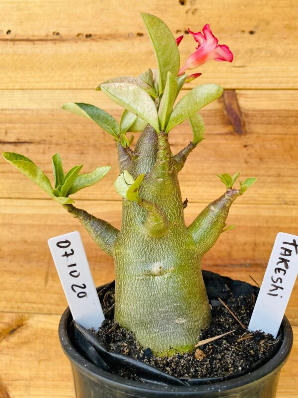 0710 20 Arabicum Takeshi - F2 12 meses