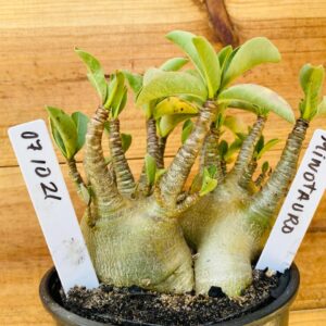 0710 21 Arabicum Minotauro - F2 12 meses