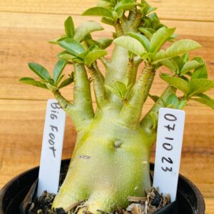 0710 23 Arabicum Big Foot - F2 12 meses