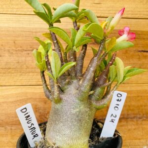 0710 24 Arabicum Dinossaur - F2 12 meses