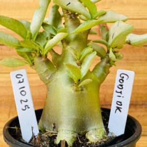 0710 25 Arabicum Godji Dk - F2 12 meses