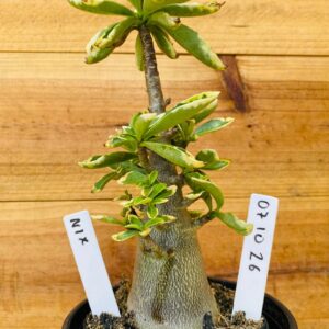 0710 26 Arabicum Nix - F2 12 meses