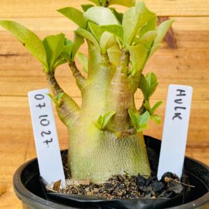 0710 27 Arabicum Hulk - F2 12 meses