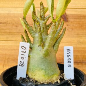 0710 29 Arabicum Asgard - F2 12 meses
