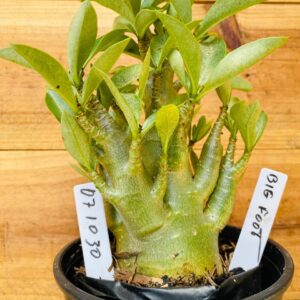 0710 30 Arabicum Big Foot - F2 12 meses