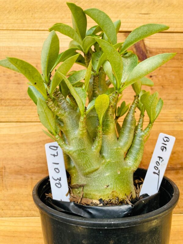 0710 30 Arabicum Big Foot - F2 12 meses