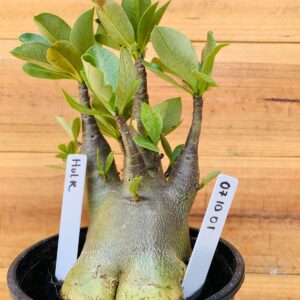 0710 01 Arabicum Hulk - F2 12 meses