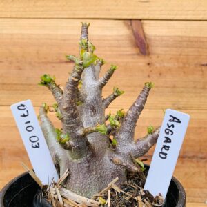 0710 03 Arabicum Asgard - F2 12 meses