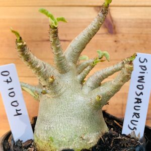 0710 04 Arabicum Espinossaurus - F2 12 meses