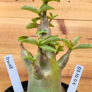 0710 06 Arabicum Dwaf - F2 12 meses