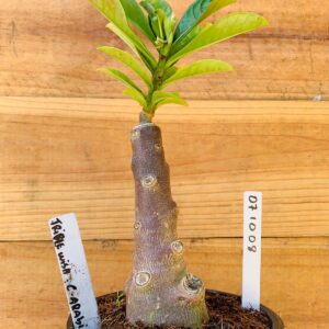 0710 08 Rosa do Deserto Triple Wish Caudex Arabicum
