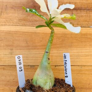 0710 09 Rosa do Deserto Variegata Porcelana 2