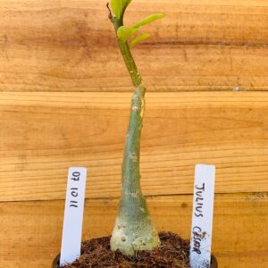 0710 11 Rosa do Deserto Julius Cesar