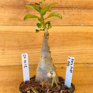 0710 12 Rosa do Deserto Coca Cola Caudex Arabicum