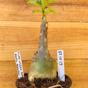 0710 13 Rosa do Deserto Viuva Negra Dobrada Caudex Arabicum