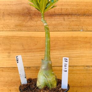 0710 19 Rosa do Deserto Lilac