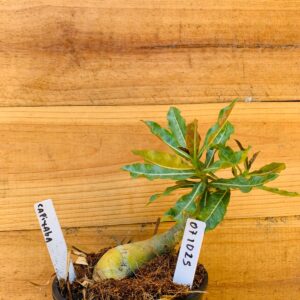 0710 25 Rosa do Deserto Capixaba