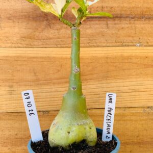 0710 26 Rosa do Deserto Variegata Porcelana 2