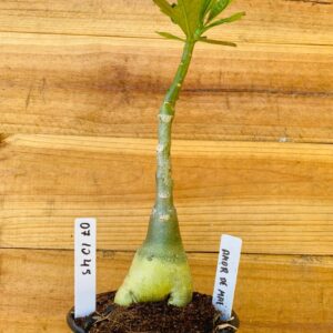 0710 45 Rosa do Deserto Amor de Mãe